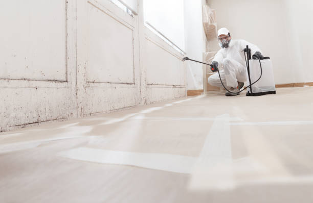 24/7 Emergency Mold Removal experts in Saint Petersburg, FL