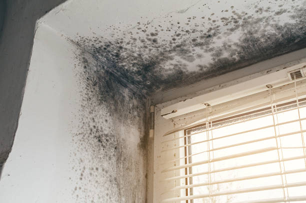 Affordable Mold Removal solutions in Saint Petersburg, FL