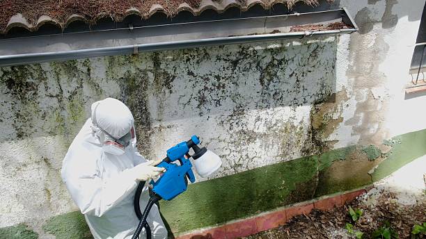Top rated local Mold Removal specialists in Saint Petersburg, FL